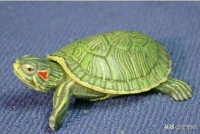 如果你想养只宠物龟，你会养什么品种？