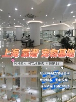上海哪里有正规犬舍猫舍?这里安全可靠还能实地选宠物不虚此行
