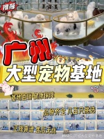 广州买宠物猫狗哪里便宜？这里专业安全可亲自挑选宠物