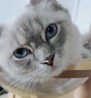 小猫为什么一直呜呜（宠物行为调适指南