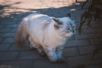 全网最全宠物行业白皮书解析：数据、趋势、科技驱动深度指南