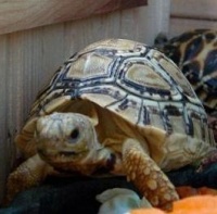 陆龟一般多少钱一只 陆龟多少一只