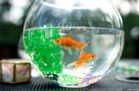 别再被骗了！鱼缸养鱼不用换水？新手必看的正确换水指南