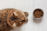 猫咪吃木薯粉会怎么样？对健康有影响吗？