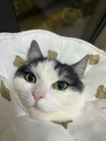 猫咪眼屎过多？注意结膜炎，收藏这篇饮食调整方案