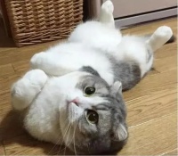 猫咪咬物习性揭秘，宠物生活必备攻略