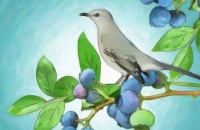 如何吸引鸟儿方法之制作巢点法