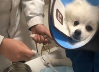 宠物医院治疗细小多少钱