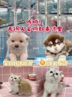 无锡买宠物去哪选？梁溪这家正规宠舍，品种全、健康有保障