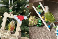 创业一年多复购飙涨10倍，90后女孩杀入“异宠”蓝海，上新即卖爆