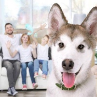 春节宠物寄养市场火爆，宠物经济持续升温