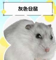 仓鼠为何无法看到颜色？