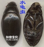 有趣的水中甲虫(水龟虫,龙虱,豉甲)