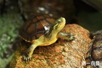 黄喉龟为什么不让卖了,黄喉龟几级保护动物