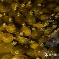 [乌龟批发]黄头深水宠物龟又名忍者神龟5