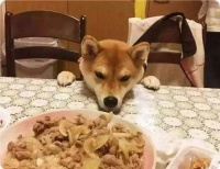 “共享美食，狗狗圈友聚会！”