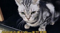 家有宠物猫日常怎么养