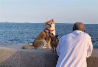 当“毛孩子”走进银发生活 心理健康、情感陪伴、消费习惯……宠物正悄然改变老人的生活