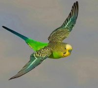 虎皮鹦鹉眼睛红色的正常吗