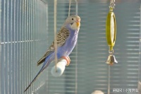 年轻人为何爱上养鸟？宠物鸟成新潮流引发市场狂欢！