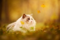 2026 年 3 月 7 款分阶高蛋白猫粮实测｜新手避坑指南