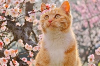 2026年高性价比猫咪冻干推荐：鲜肉含量占比与适口性评估 — 新京报