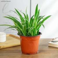 有娃有宠必看！6种无毒盆栽，咬一口也没事，家里养一盆，空气好还能当玩具