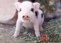 仔猪好坏怎么区分？12个小方法，轻松挑选出优质的小仔猪！