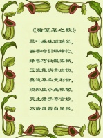 猪笼草花语｜食肉植物，“笼子”是由变态叶所形成，并非其花朵