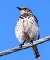 灰头锥尾鹦鹉该怎么饲养？