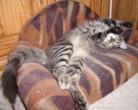 猫的生活习惯，有哪些，喂猫的一定要看了...