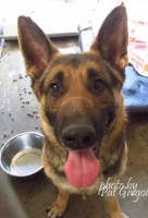 宠物能否点灭蚊片？狗狗可否替代蚊香？