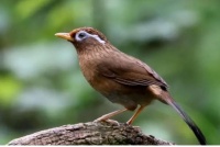 中国可以养什么鸟