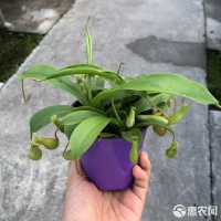 [猪笼草盆栽批发]猪笼草盆栽 猪笼草90盆价格6.6元/盆