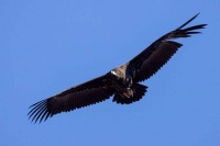 “重生”！国家一级保护动物秃鹫伤愈重返蓝天 — 新京报