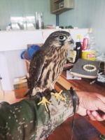 泰州海陵以“硬件+人才”加强鸟类保护