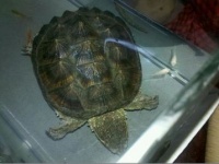 揭秘！鳄鱼龟的美食时间，宠物爱好者必看！