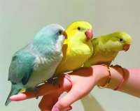 不被看好的“老头乐”鹦鹉，逆袭成都市女性情绪刚需，撑起百亿她力量赛道