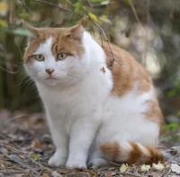 怎么抱猫咪？猫咪抱法步骤