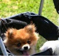 宠必达宠物专车宠物托运宠物快递