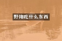 野猪吃什么东西