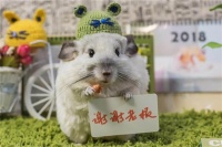 龙猫最爱吃的食物排名