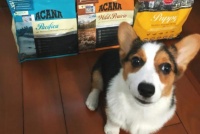 柯基的狗粮怎么选择