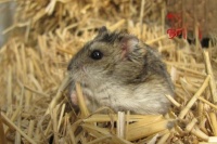 仓鼠健康状态的评估方法 如何判断仓鼠的健康状况？