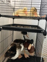 宠物鸭子一般能活多久呢？