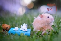 金丝熊吃什么东西？如何饲养金丝熊？