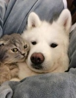 快把你家的狗粮丢掉，别人家的狗狗都在吃这个