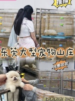 东莞宠物猫狗在哪里买便宜又好，这里健康可溯售后有保障这家宠物店让你买的安心