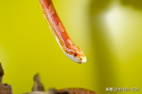 无毒宠物蛇适合新手