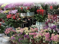 平凉：花繁鱼跃伴新程